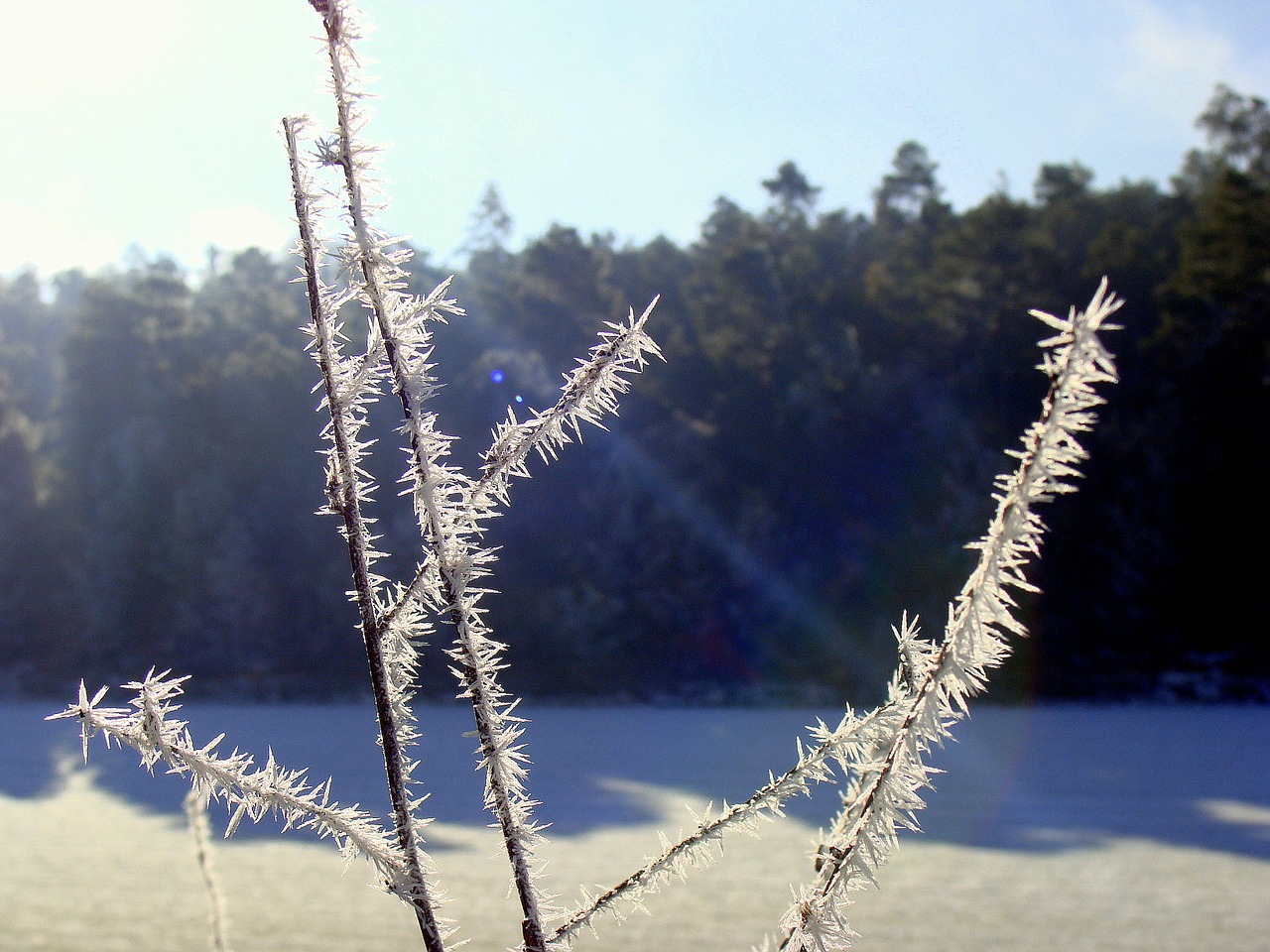 frost cold winter free photo