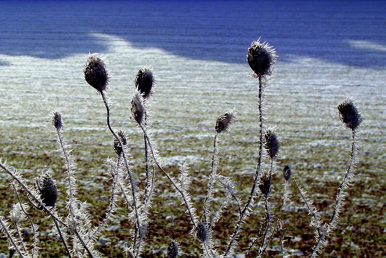 frost ice plants free photo