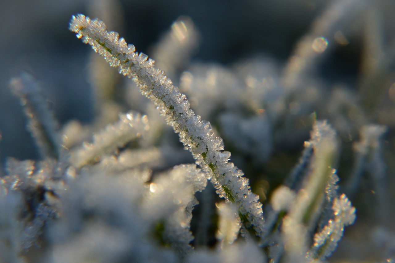 frost snow ice crystals free photo