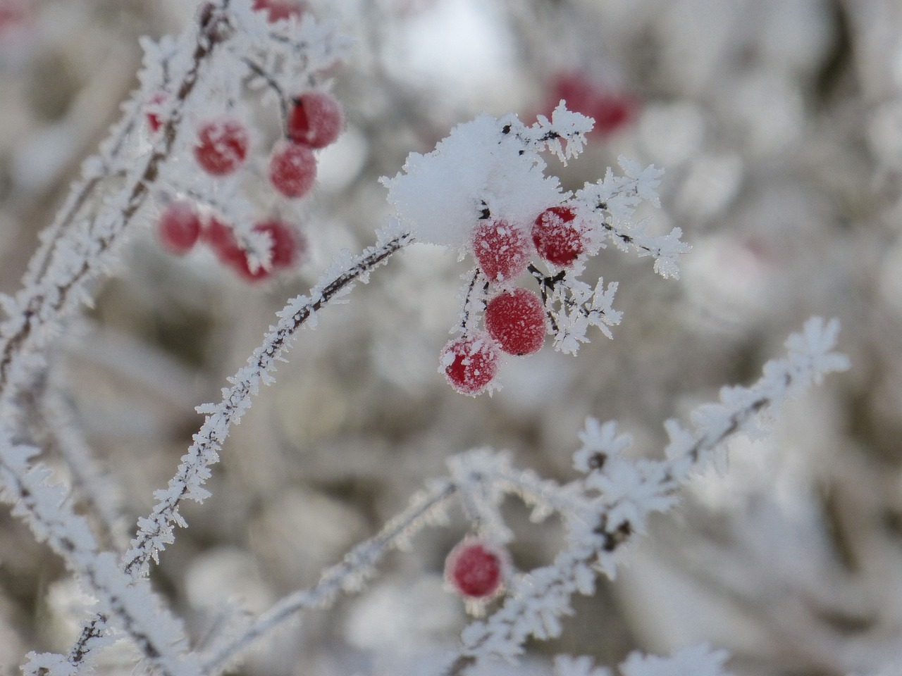 frost winter berries free photo