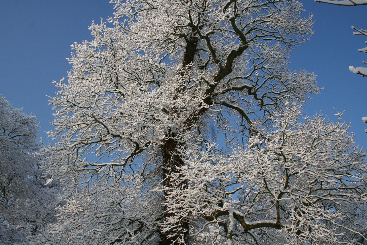 frost nature winter free photo