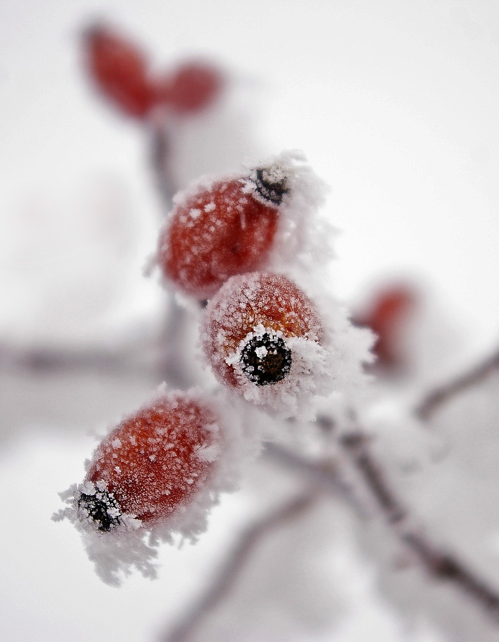 frost wild rose fruit free photo