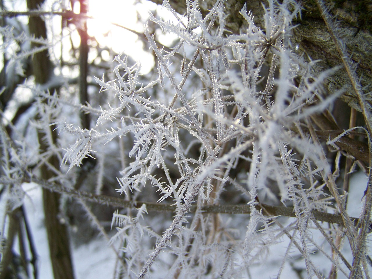 frost winter nature free photo