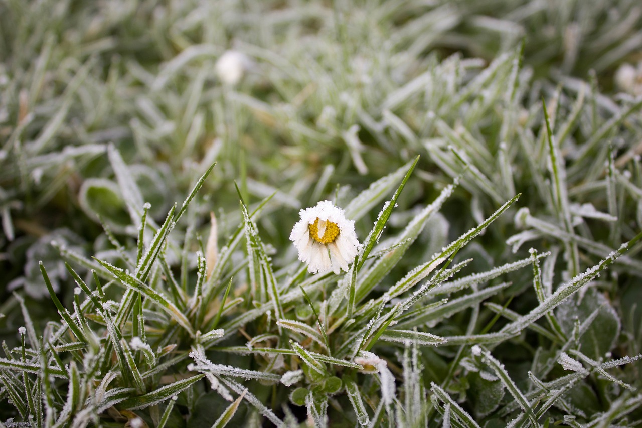 frost cold weather freeze free photo