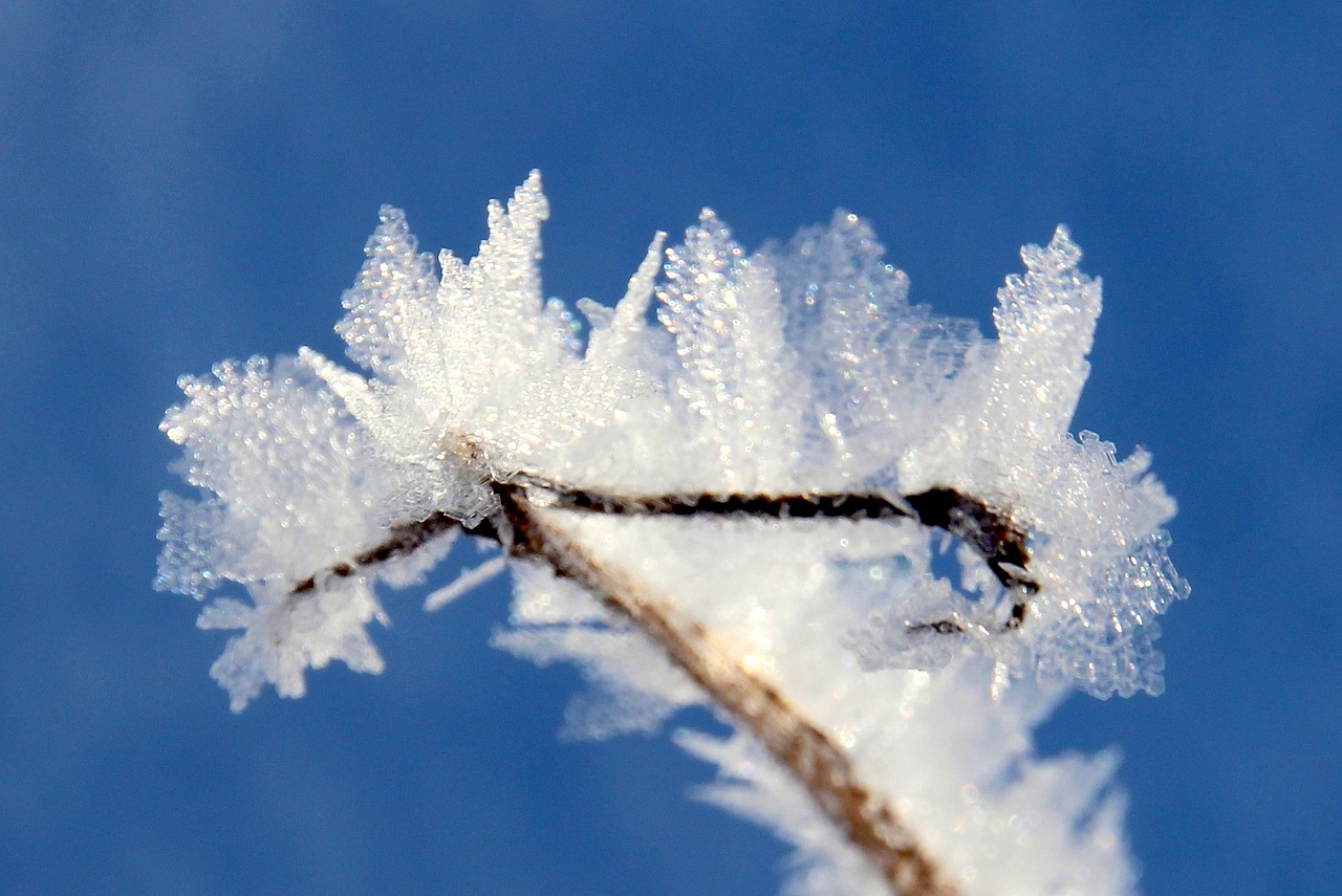 frost frozen winter free photo