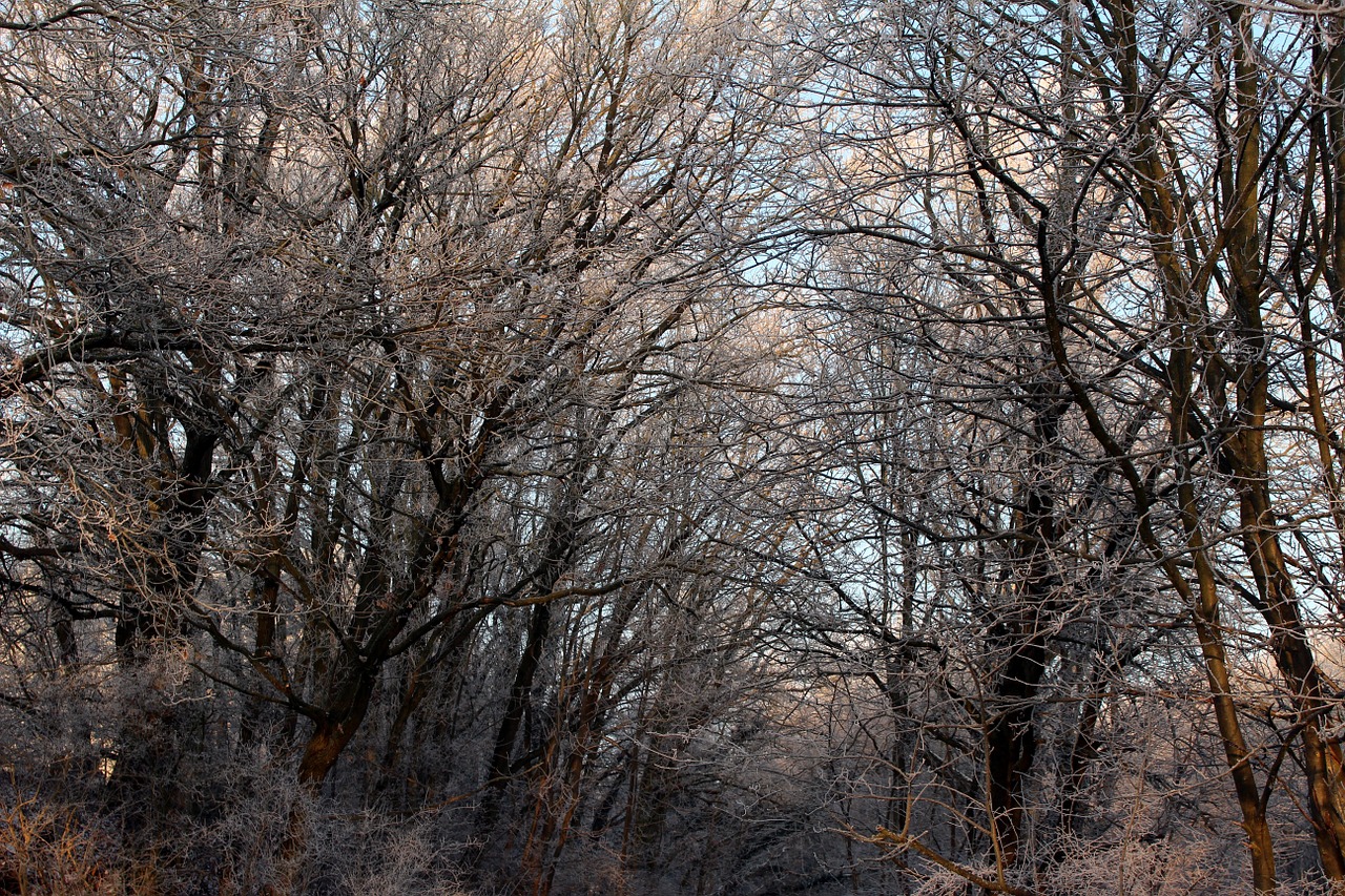 frost forest landscape free photo
