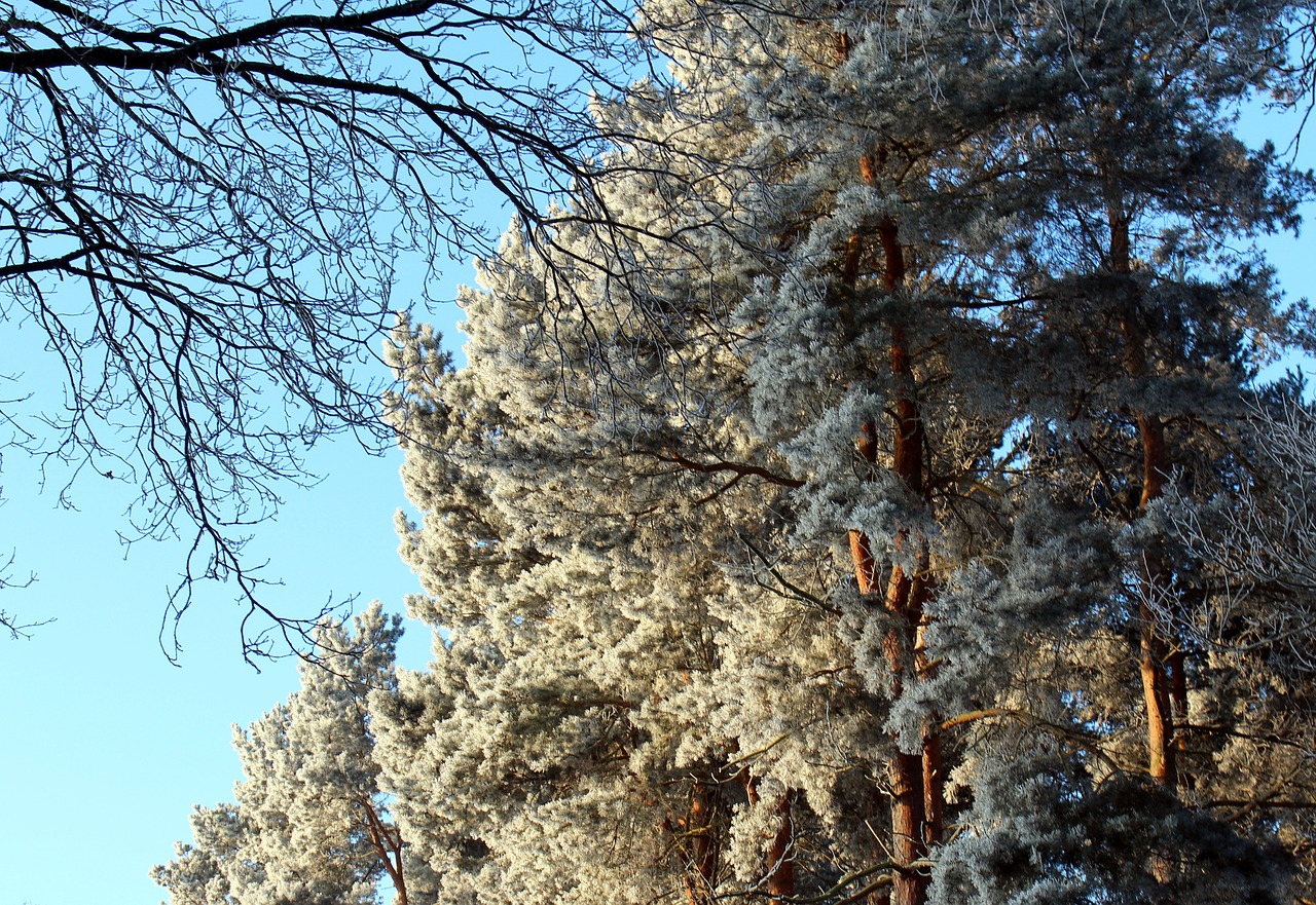 frost forest landscape free photo