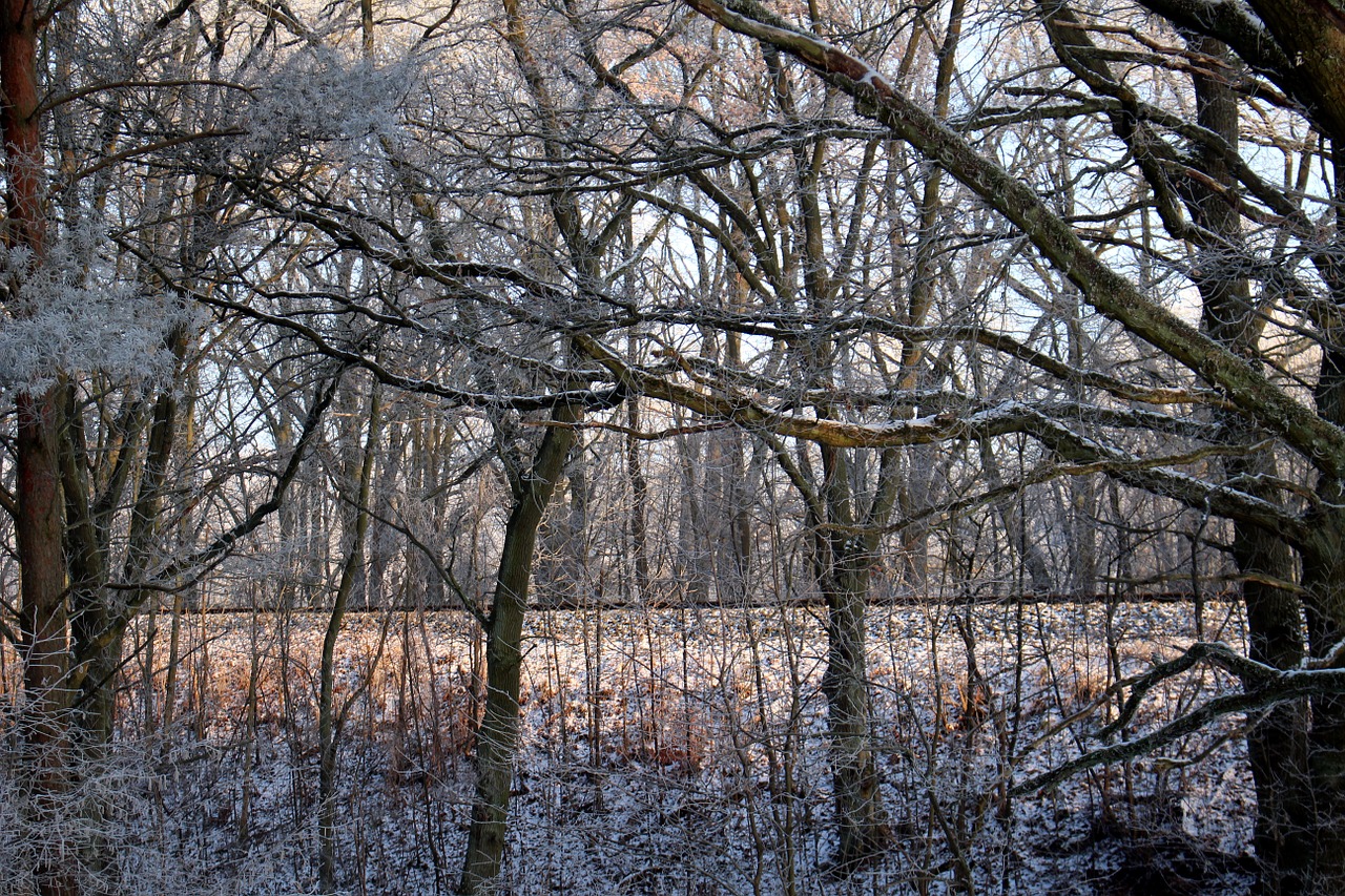 frost forest landscape free photo