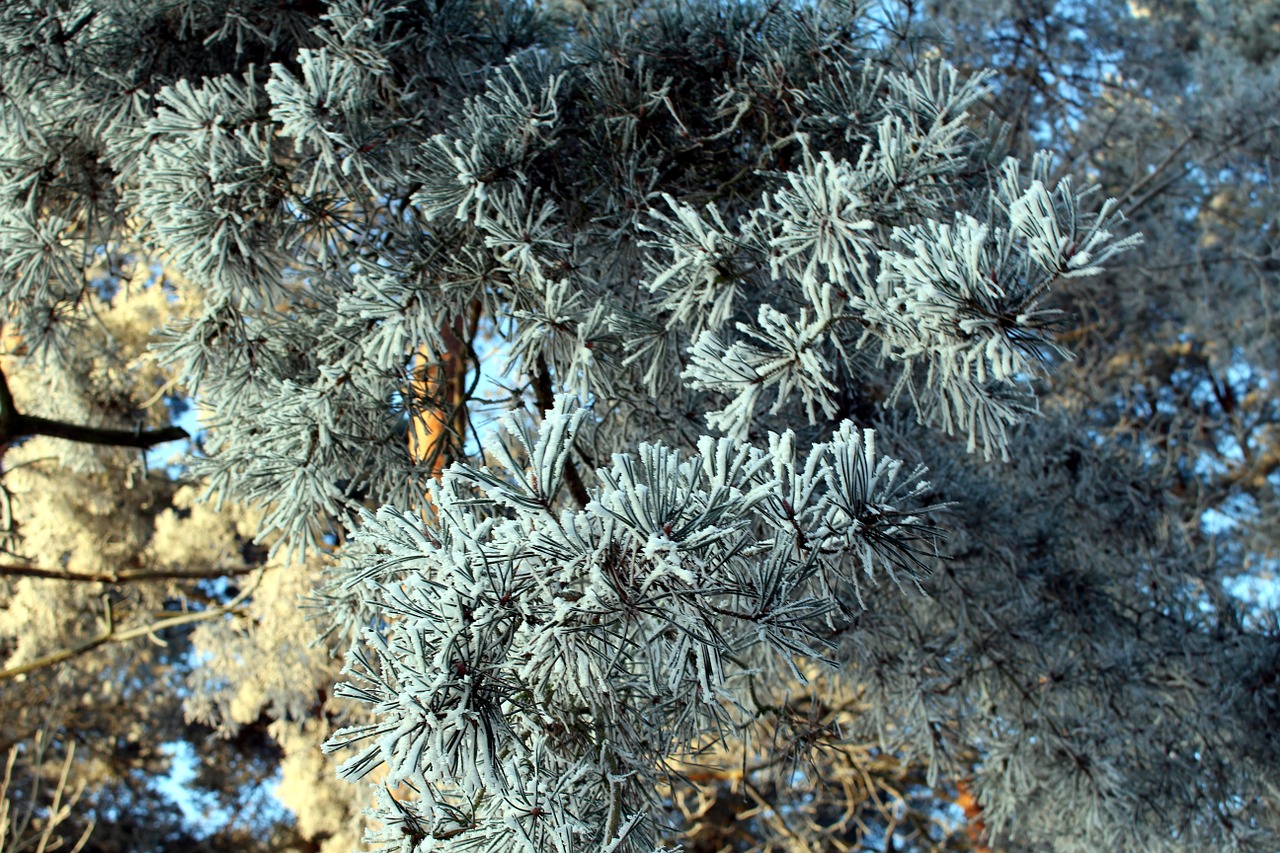 frost forest landscape free photo