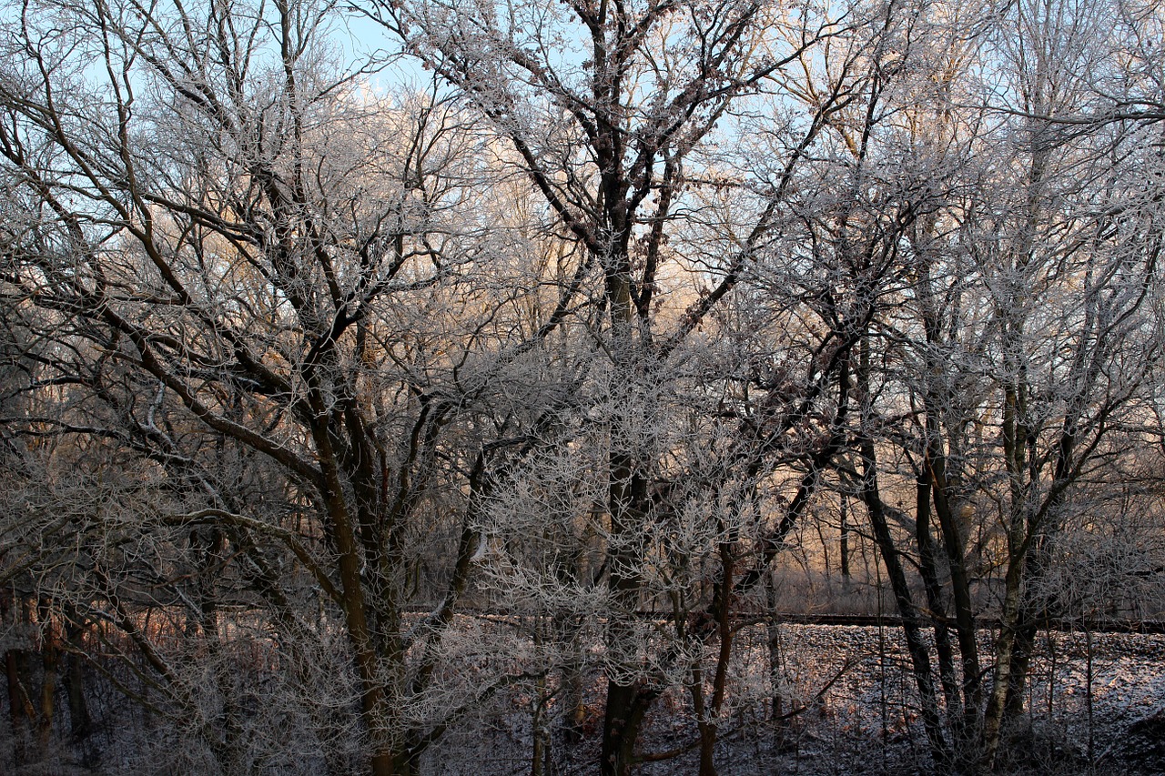 frost forest landscape free photo