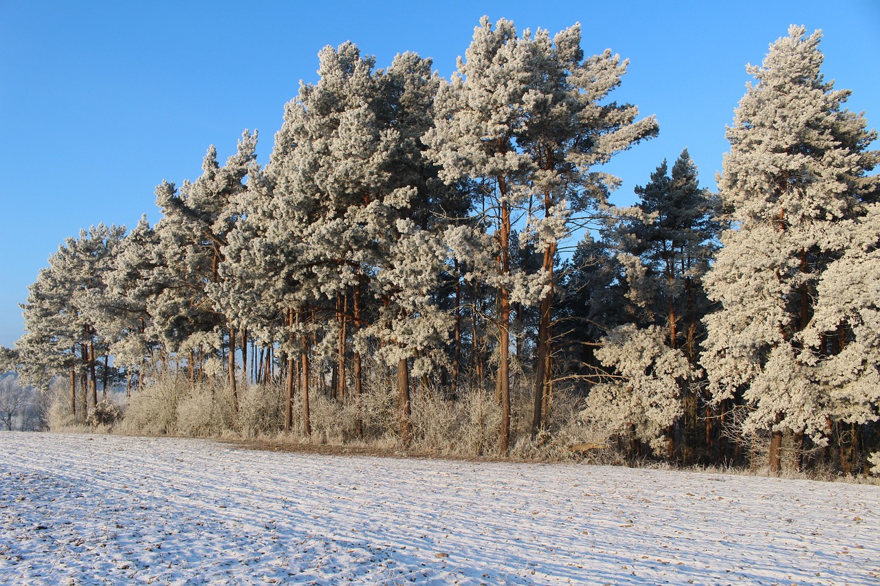 frost forest landscape free photo