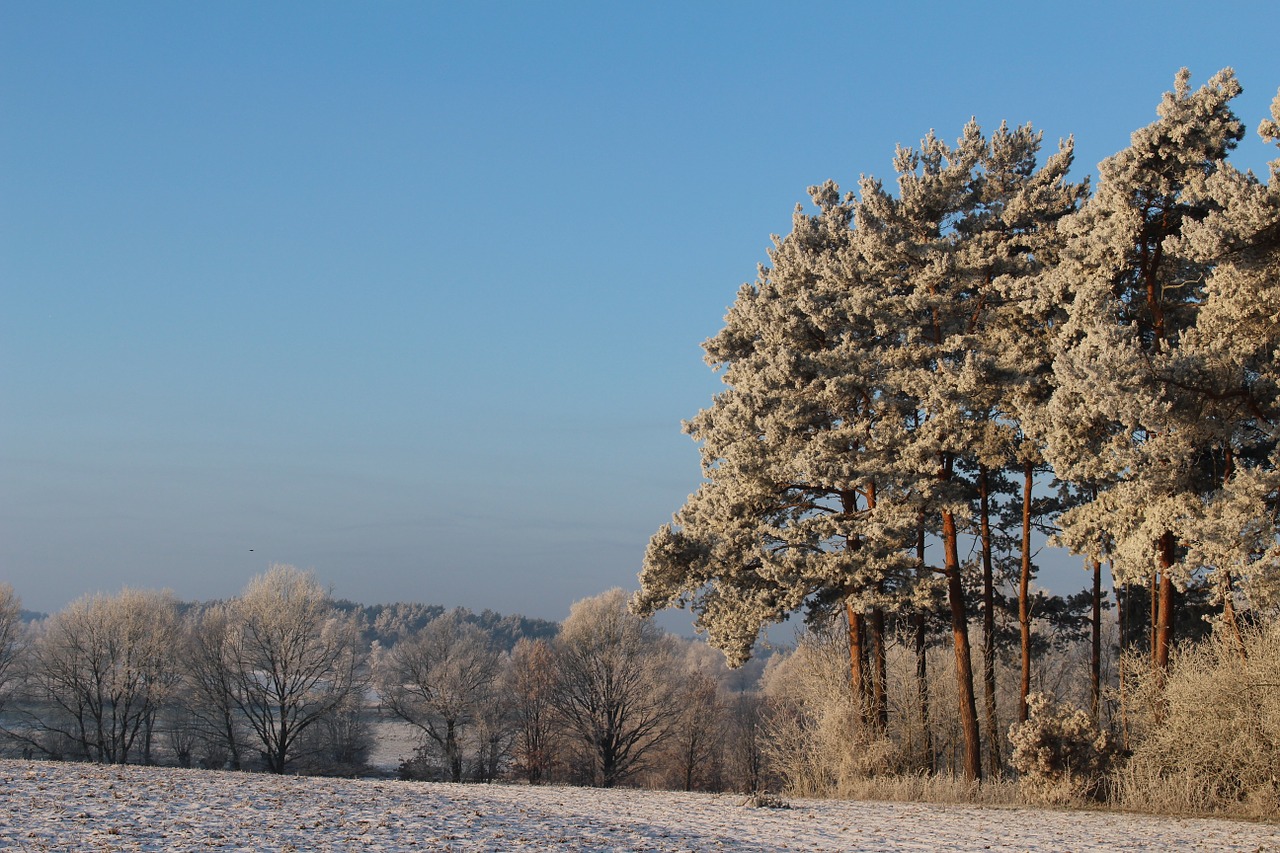 frost forest landscape free photo