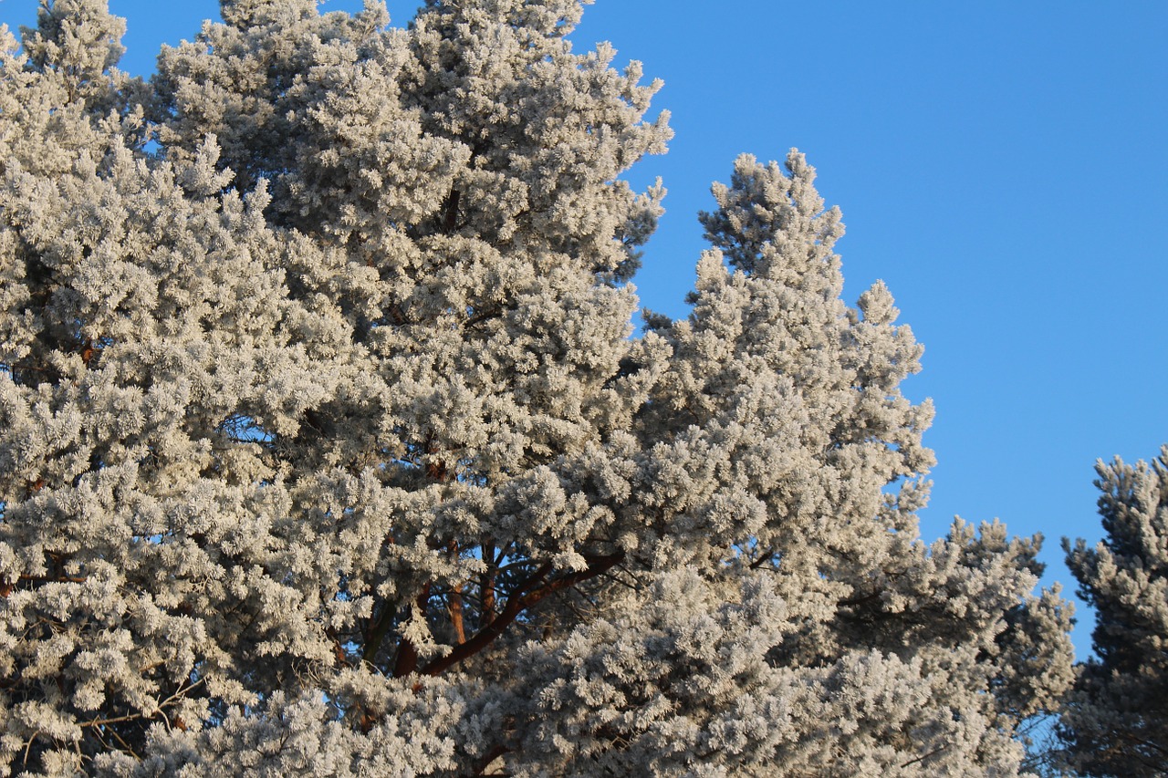 frost forest landscape free photo