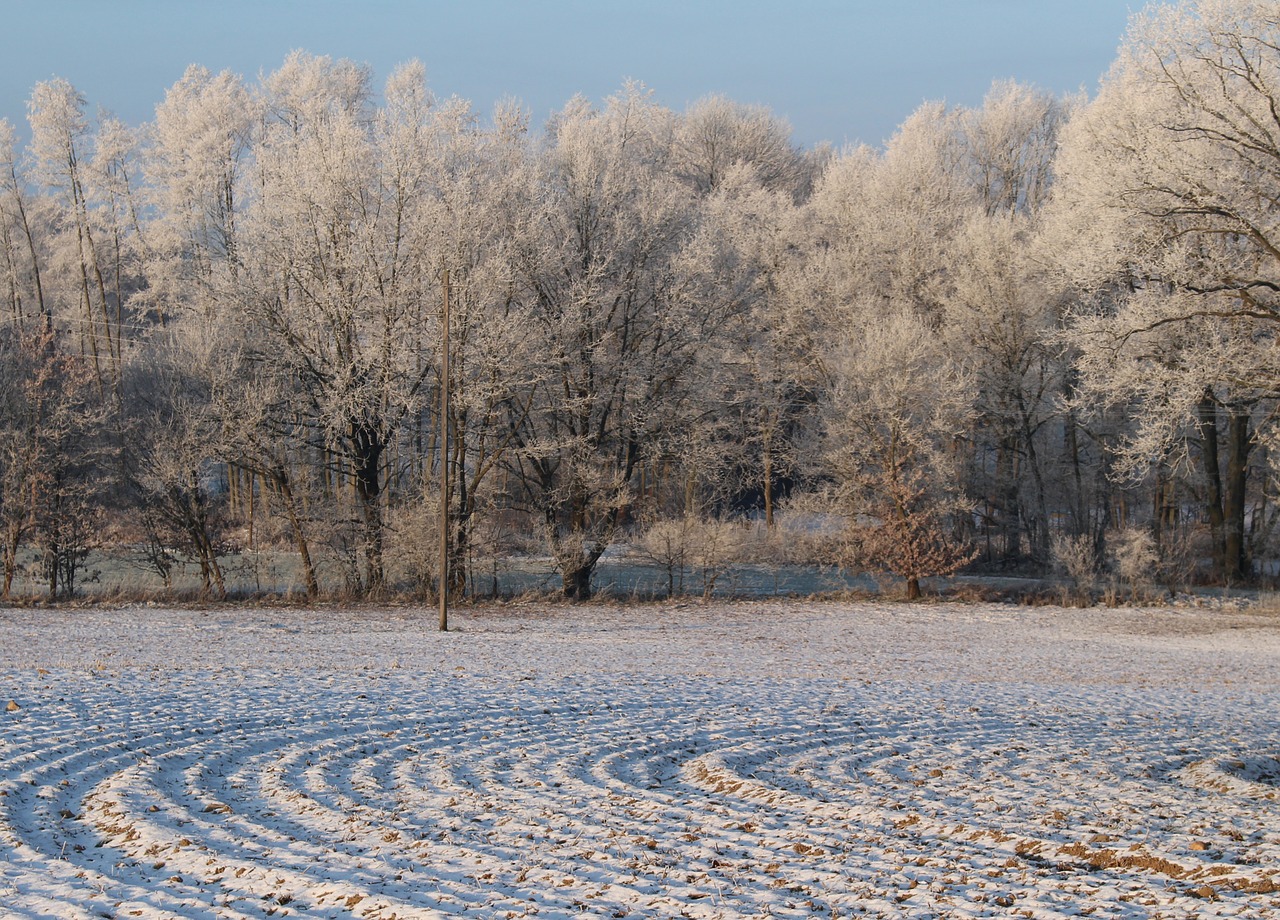 frost forest landscape free photo