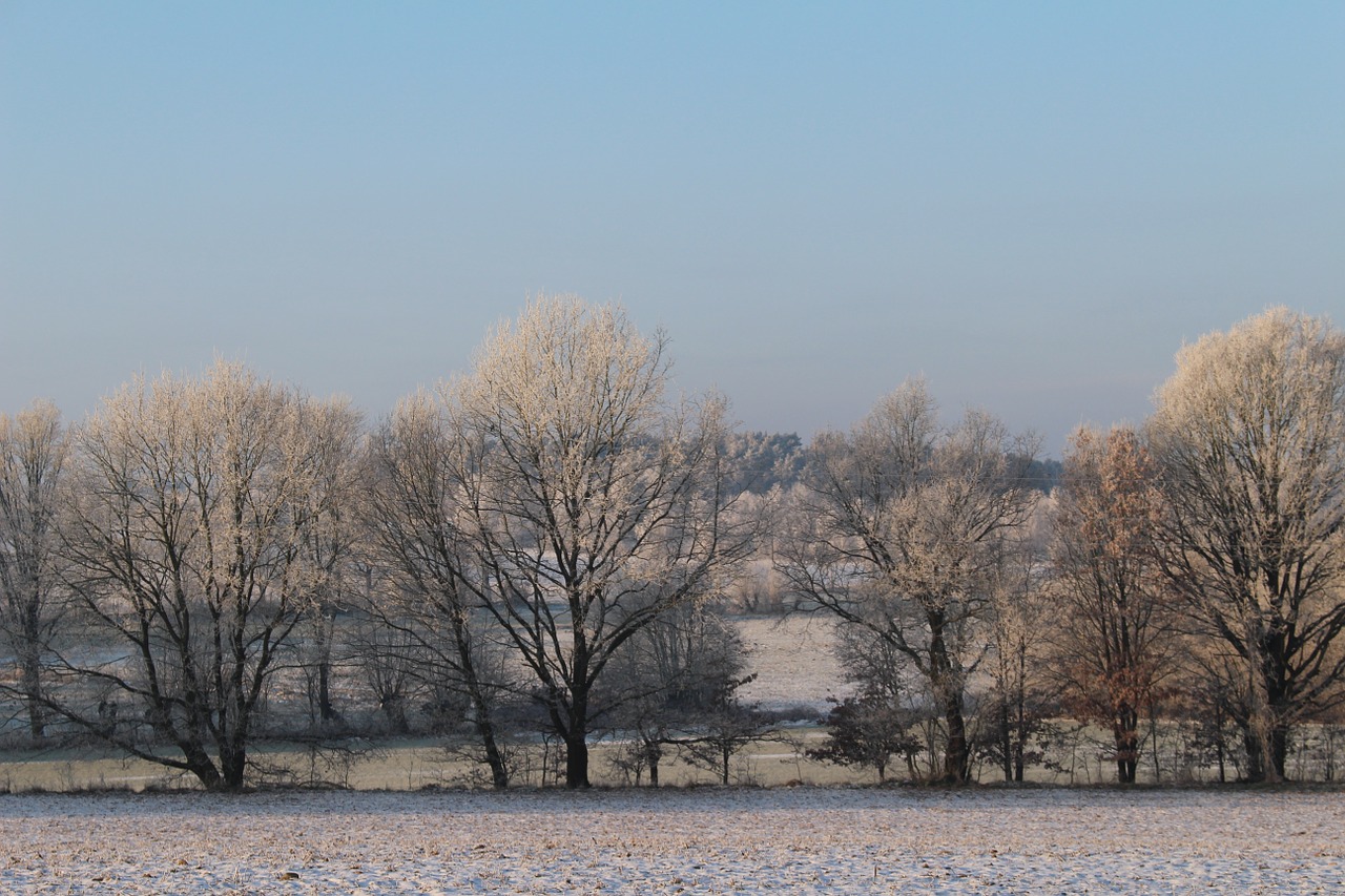 frost forest landscape free photo