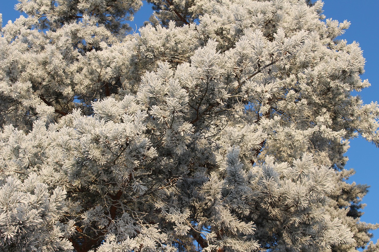 frost forest landscape free photo