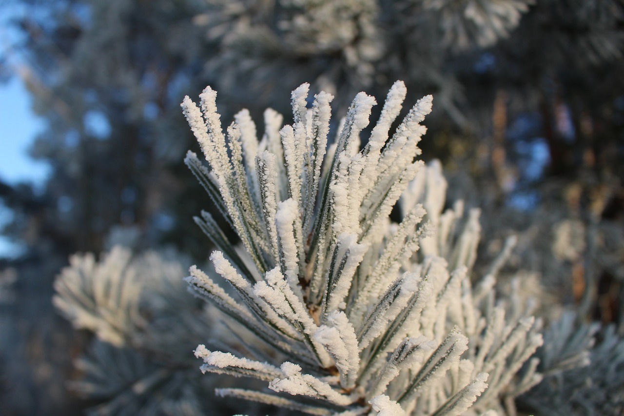 frost forest landscape free photo