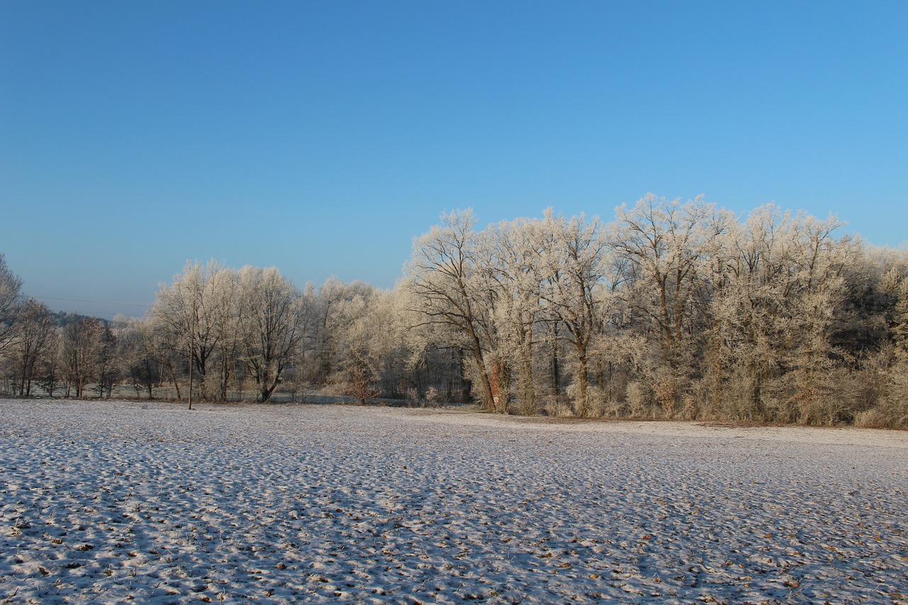 frost forest landscape free photo