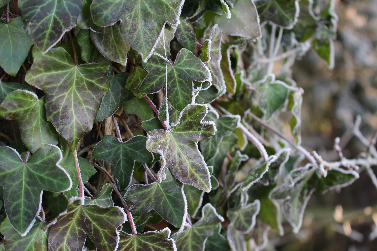 frost ivy forest free photo