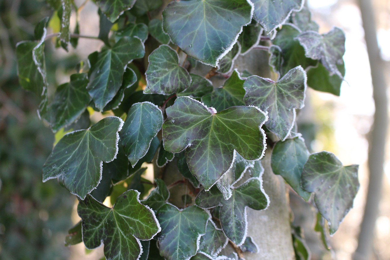 frost ivy forest free photo