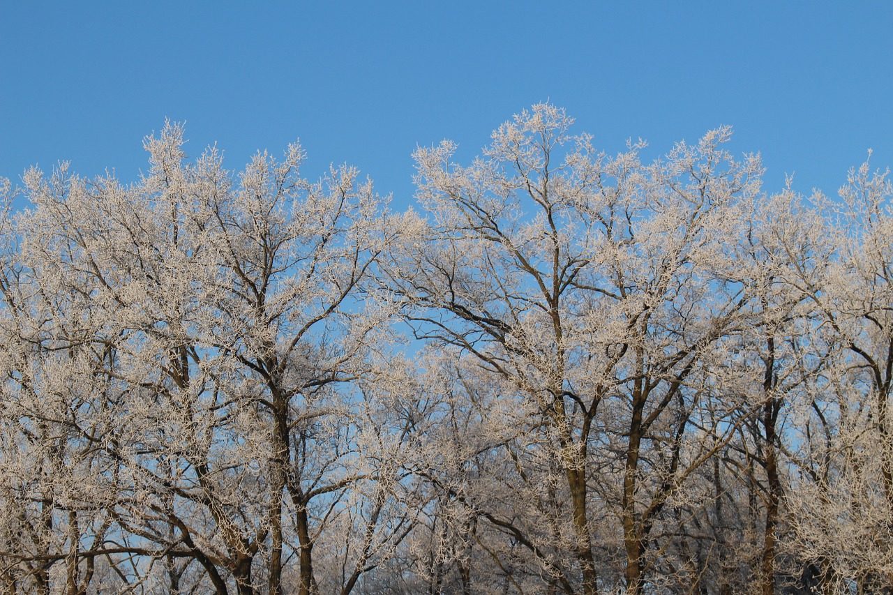 frost forest landscape free photo