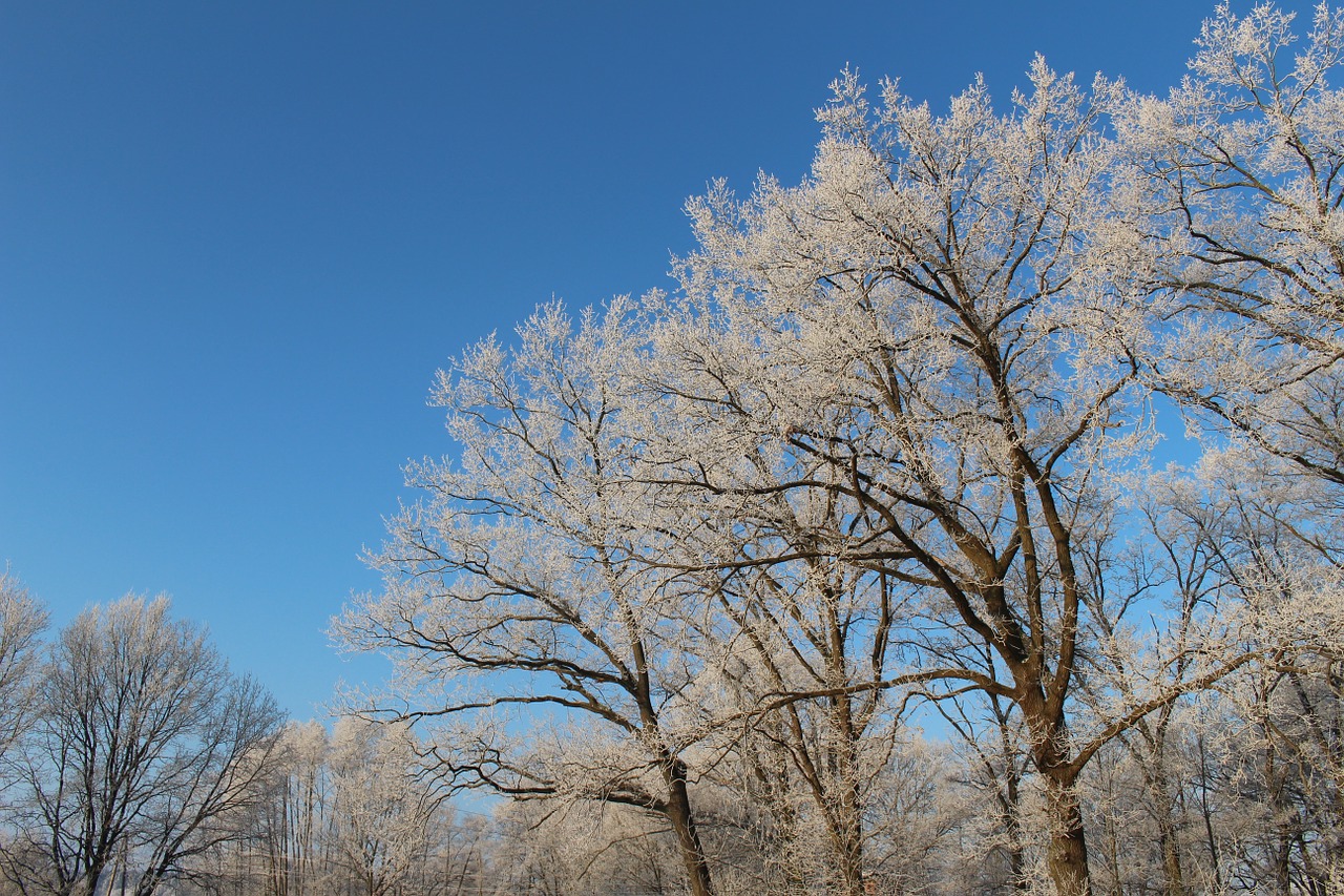 frost forest landscape free photo