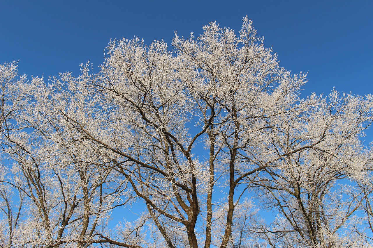 frost forest landscape free photo