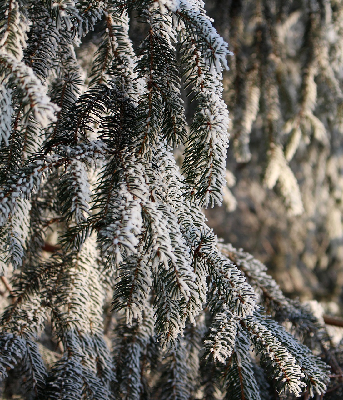 frost fir forest free photo