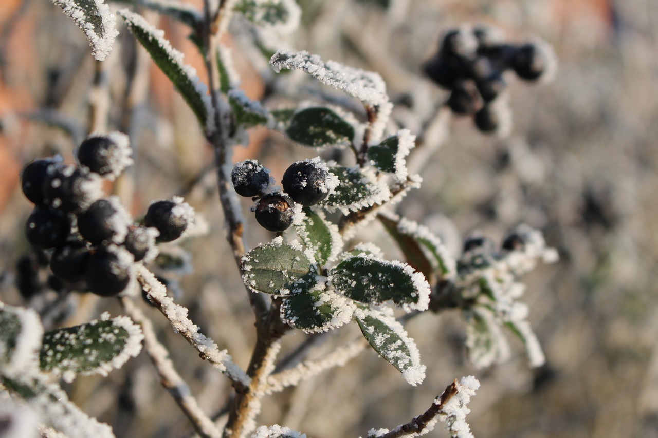 frost forest landscape free photo