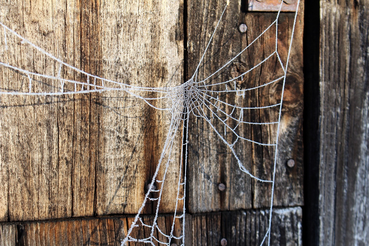 frost spider web cold free photo