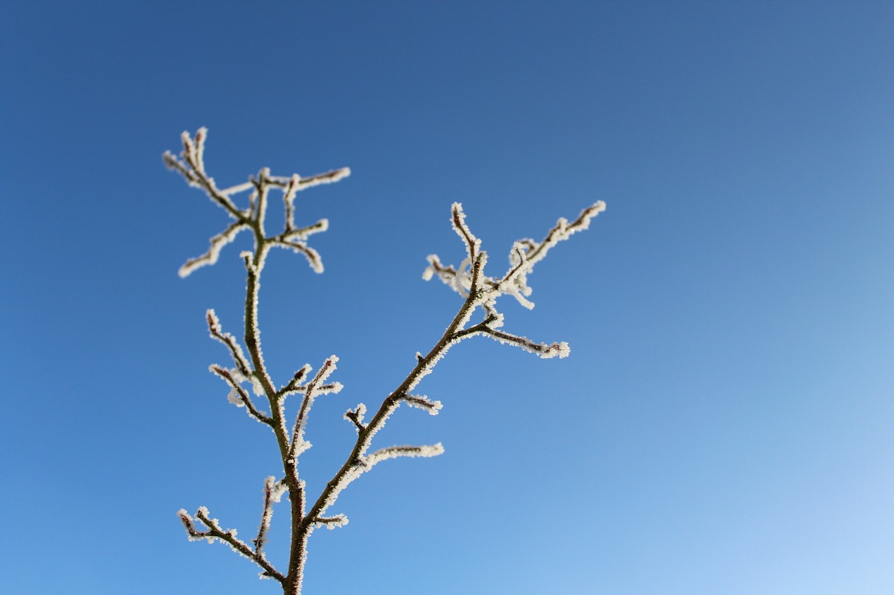 frost branch frozen free photo