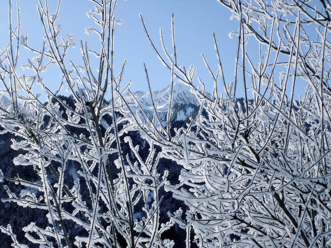 frost winter branch free photo