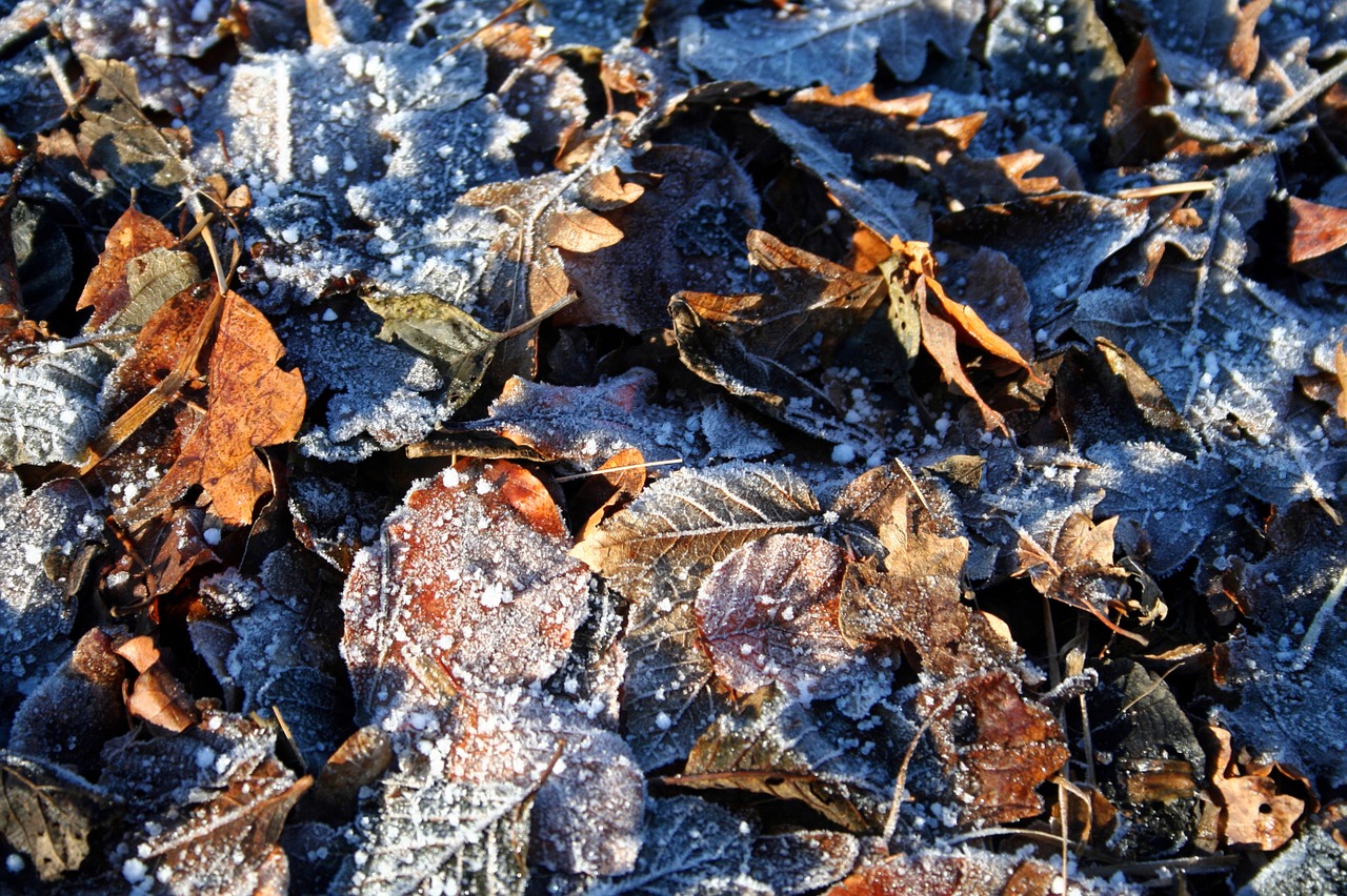 frost leaves winter free photo