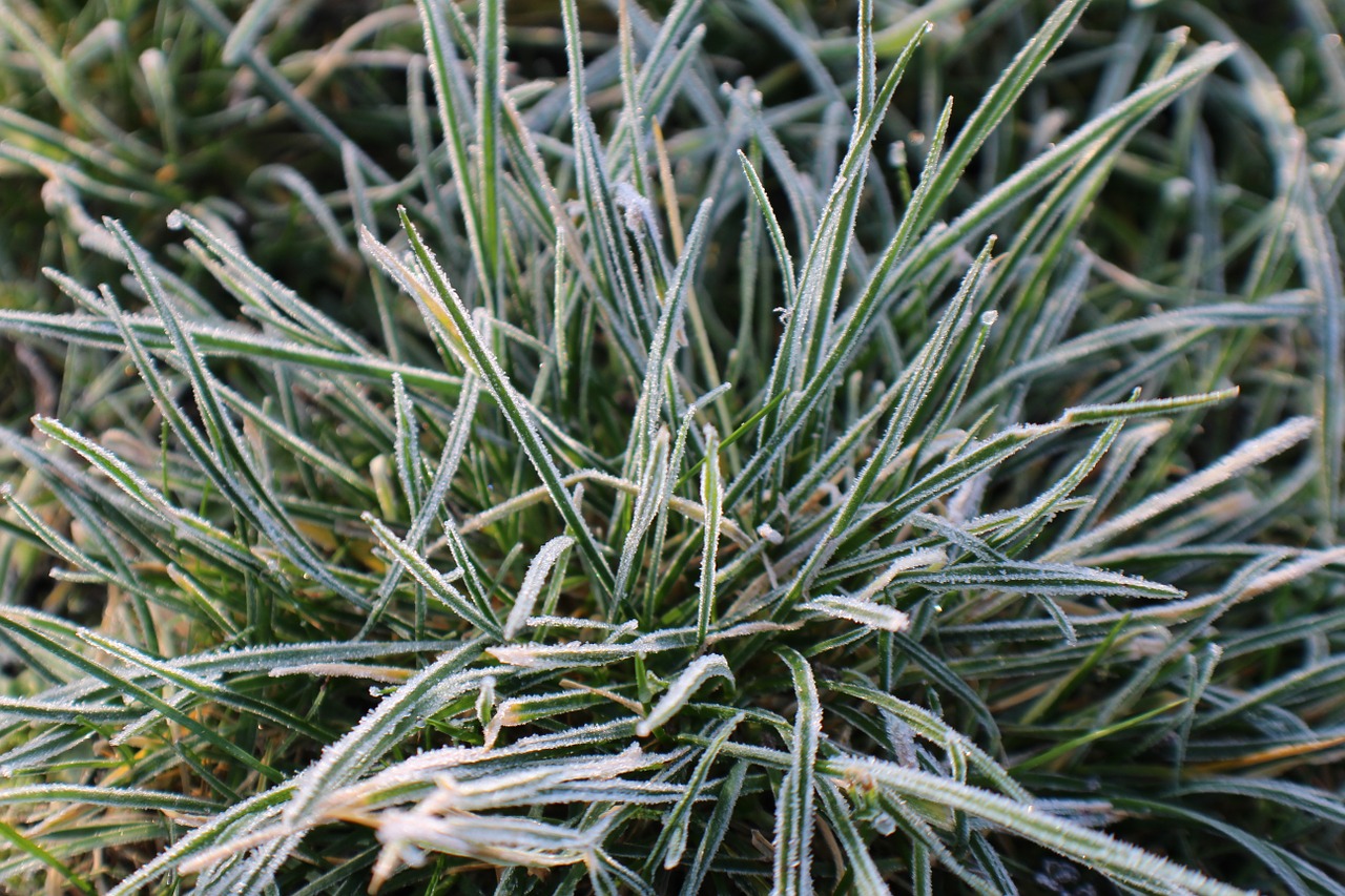 frost grass hoarfrost free photo