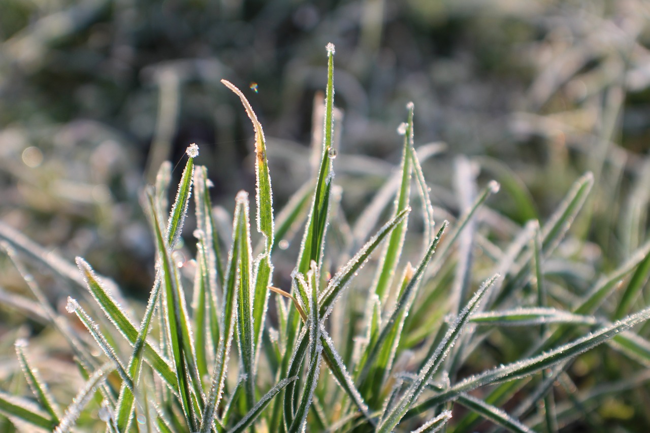 frost grass hoarfrost free photo