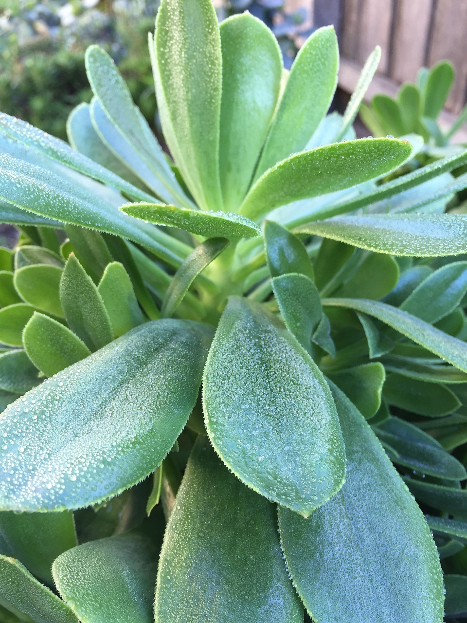 frost succulents winter free photo