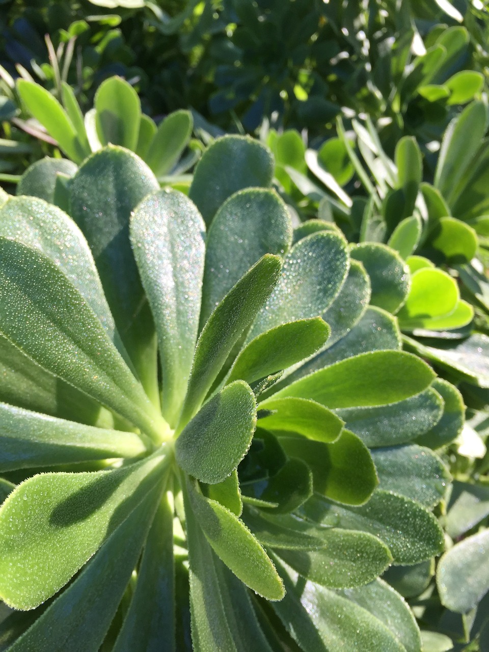 frost winter succulents free photo