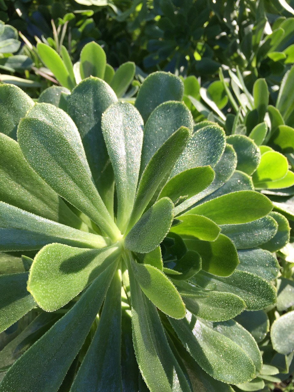 frost winter succulents free photo