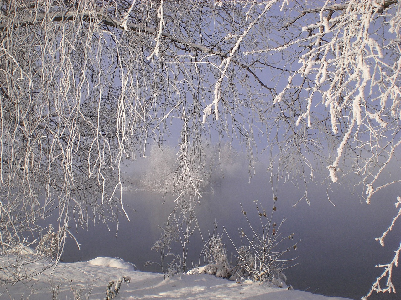 frost ice tree free photo