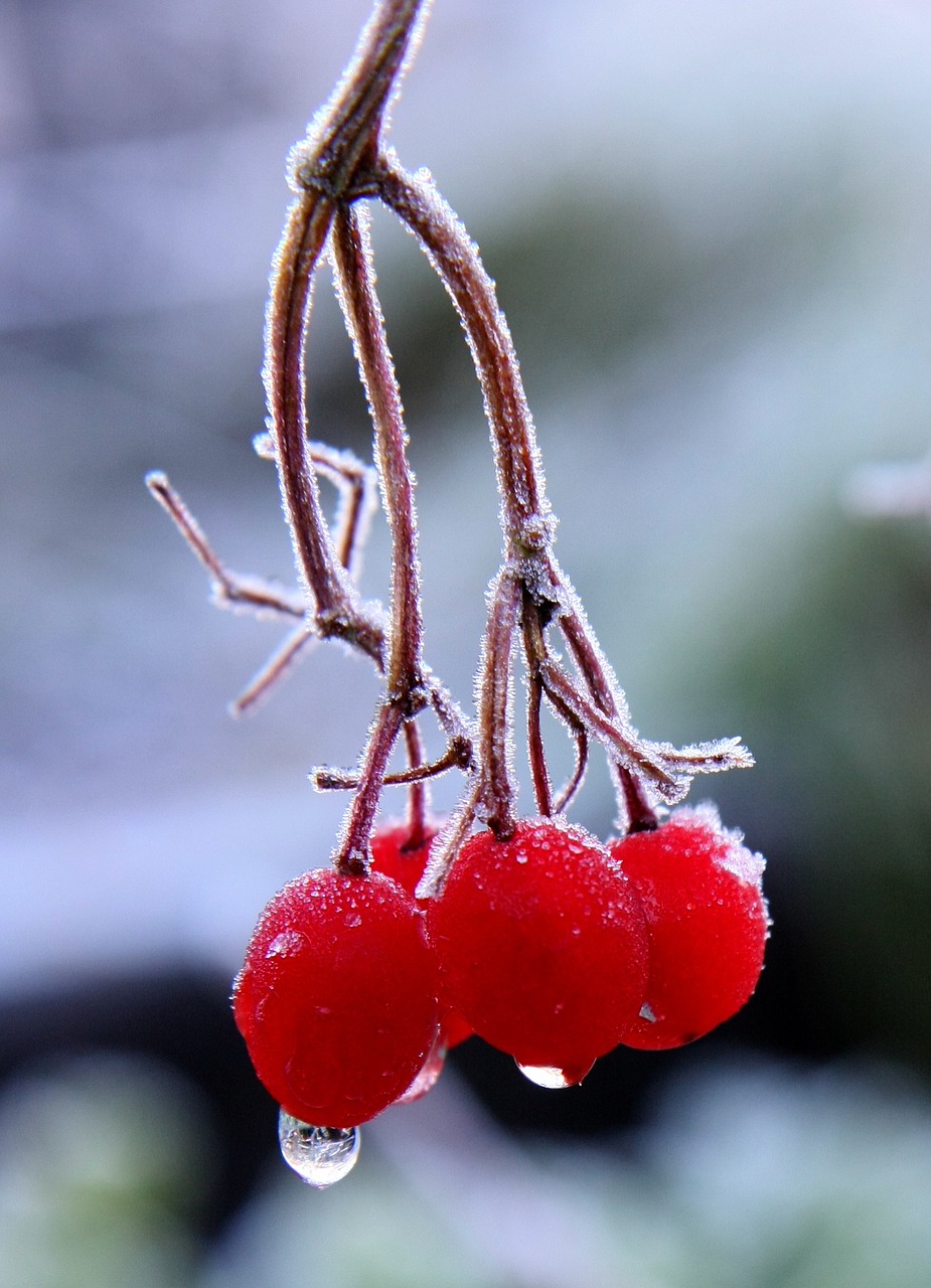 red berries branch frost free photo