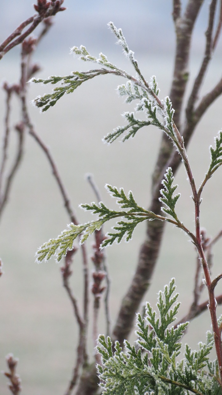 frosty conifers winter twigs evergreen free photo