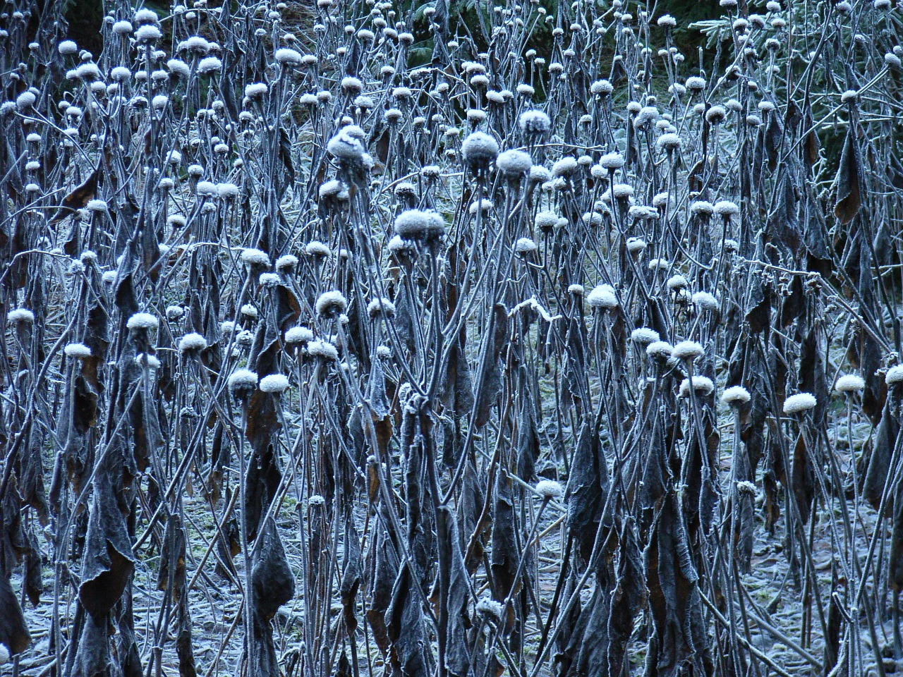 frost plant winter free photo