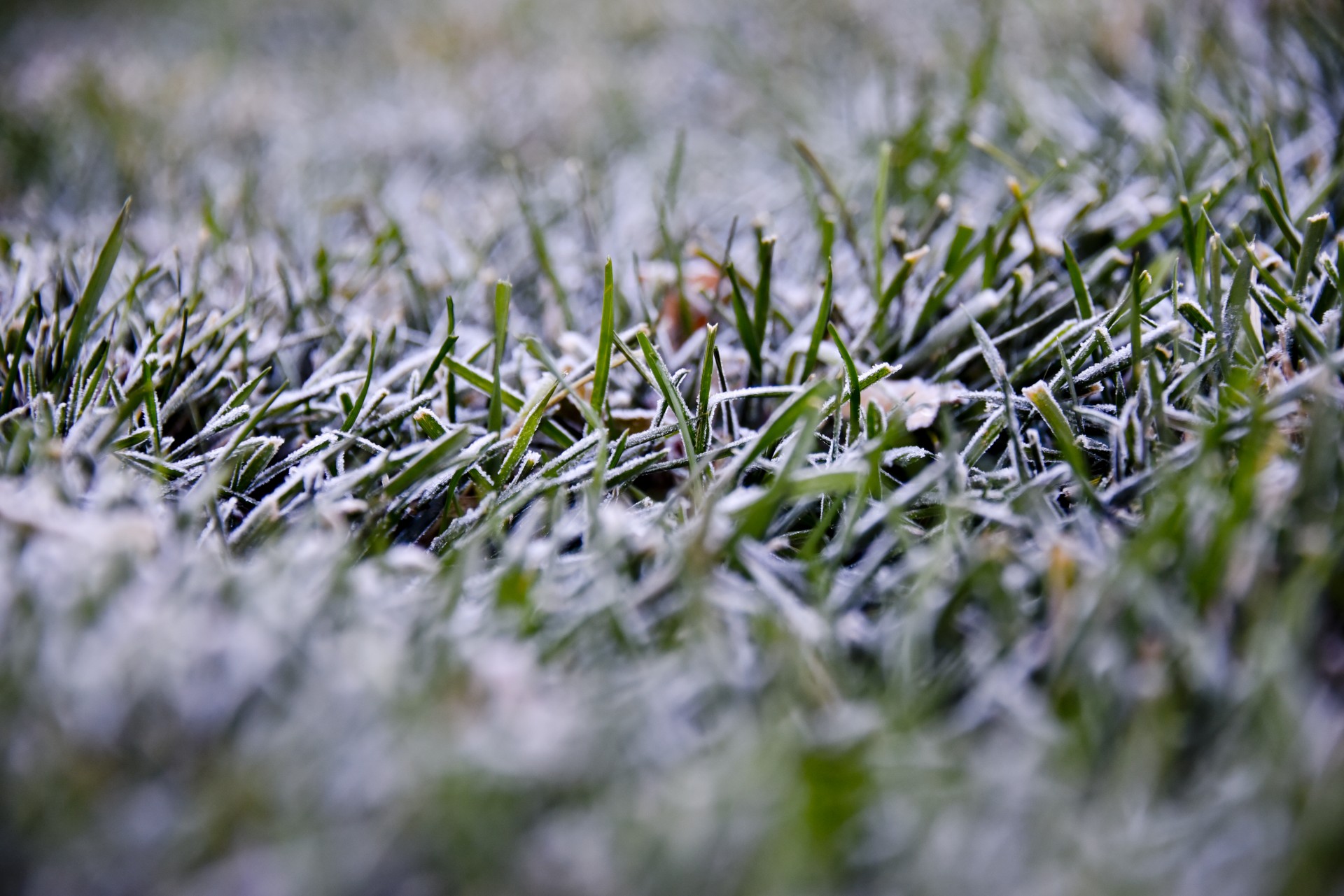 winter frost grass free photo