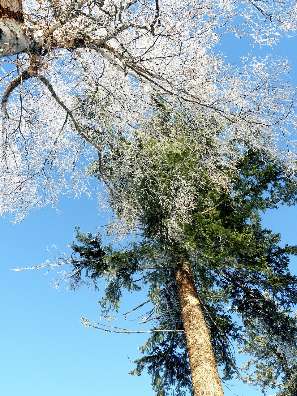 frost winter trees free photo