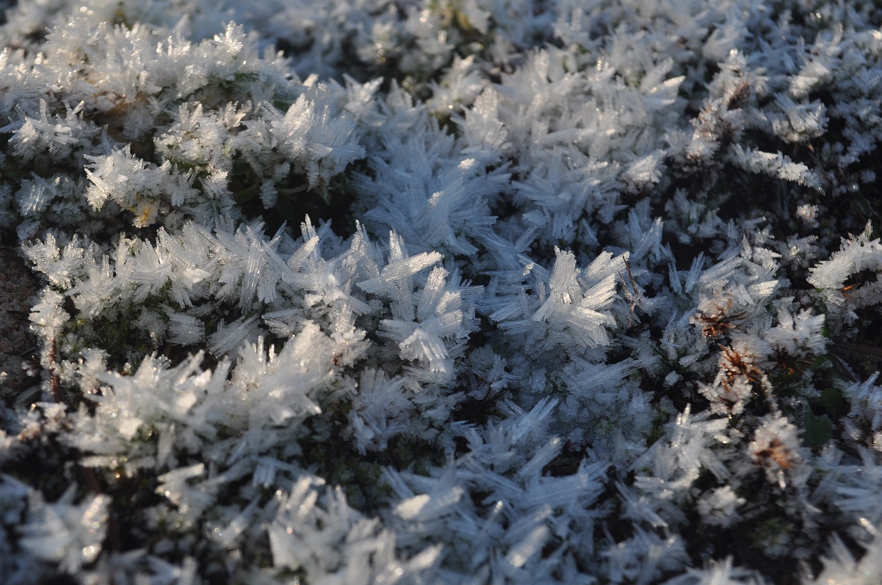 frost winter nordic free photo
