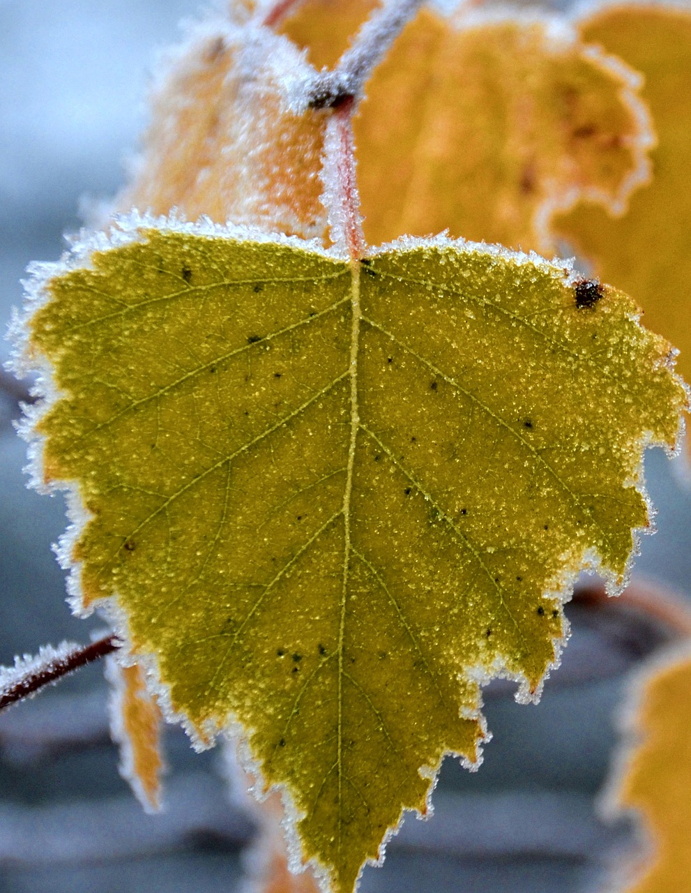 frost autumn birch leaf free photo