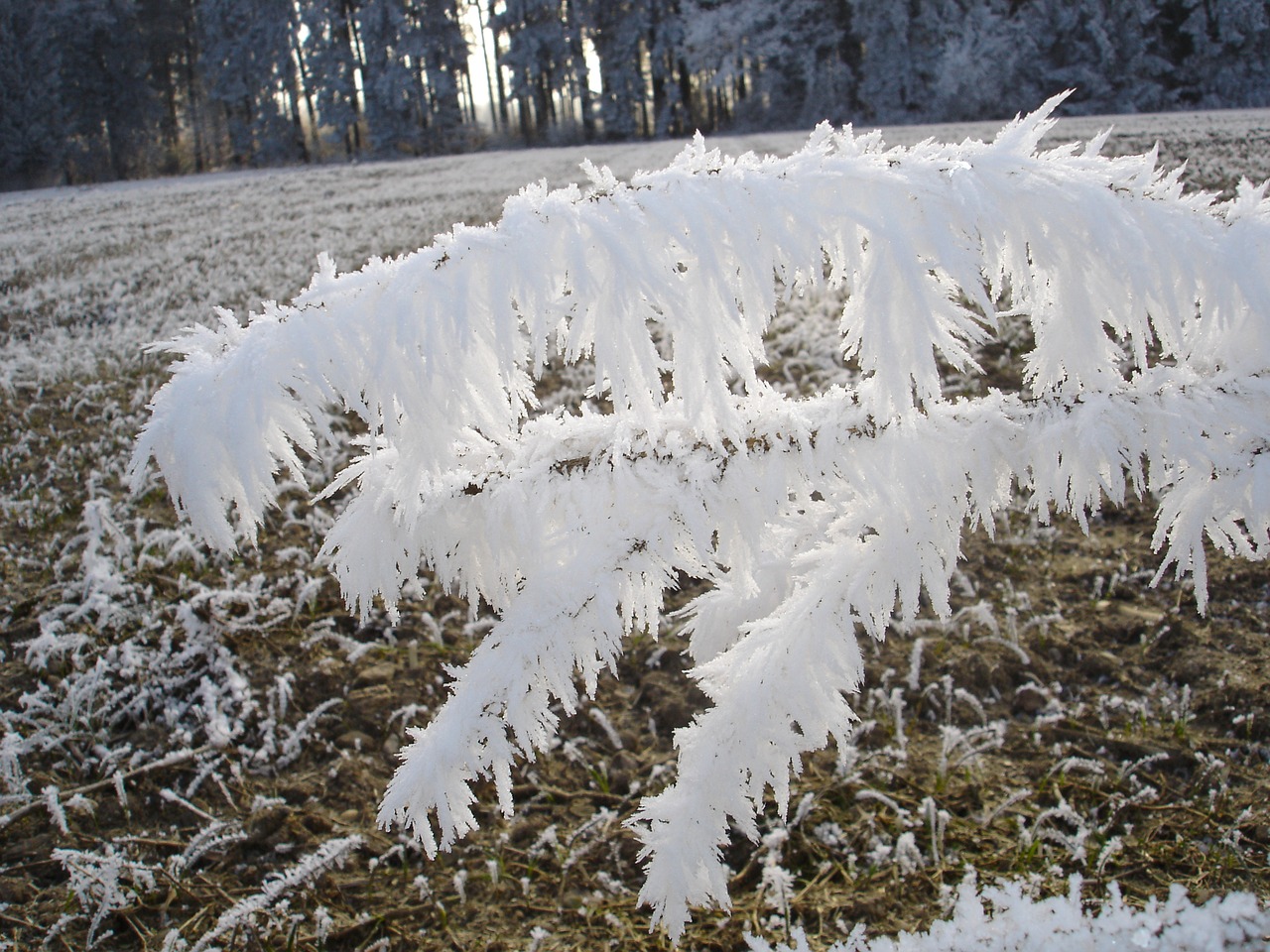 frost fog winter free photo