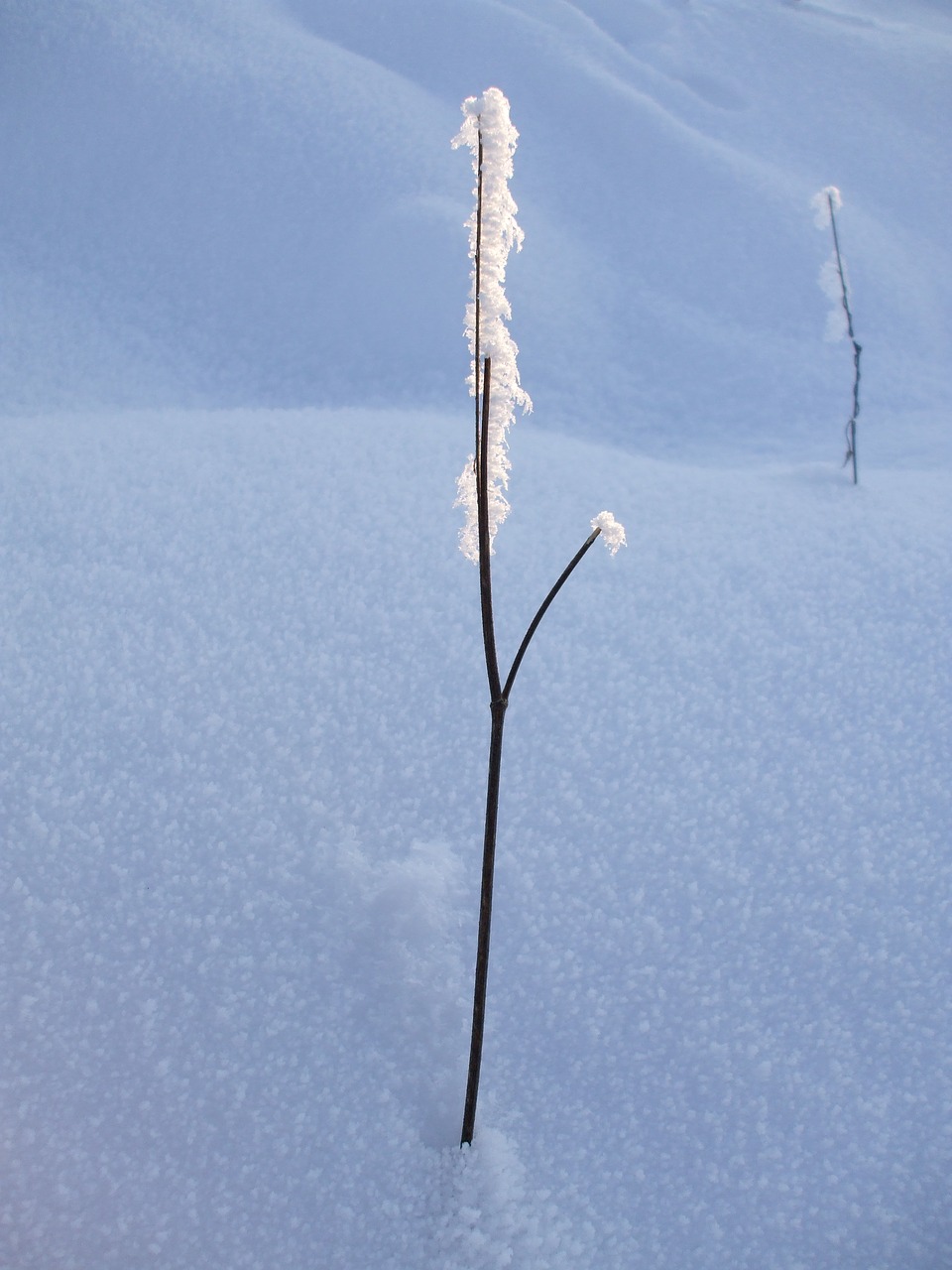 frost snow crystals snow free photo