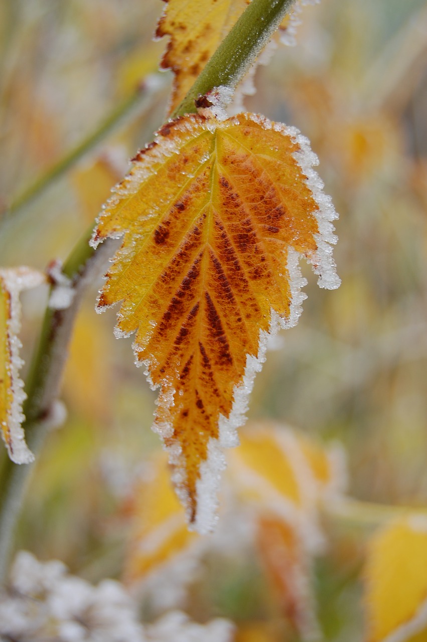 frost autumn leaf free photo