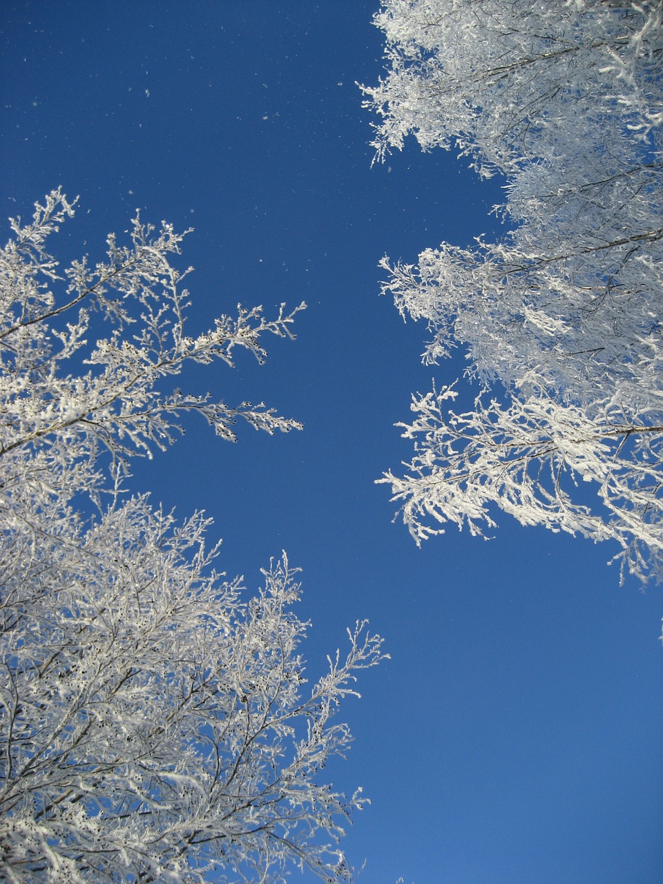 frost branches winter free photo